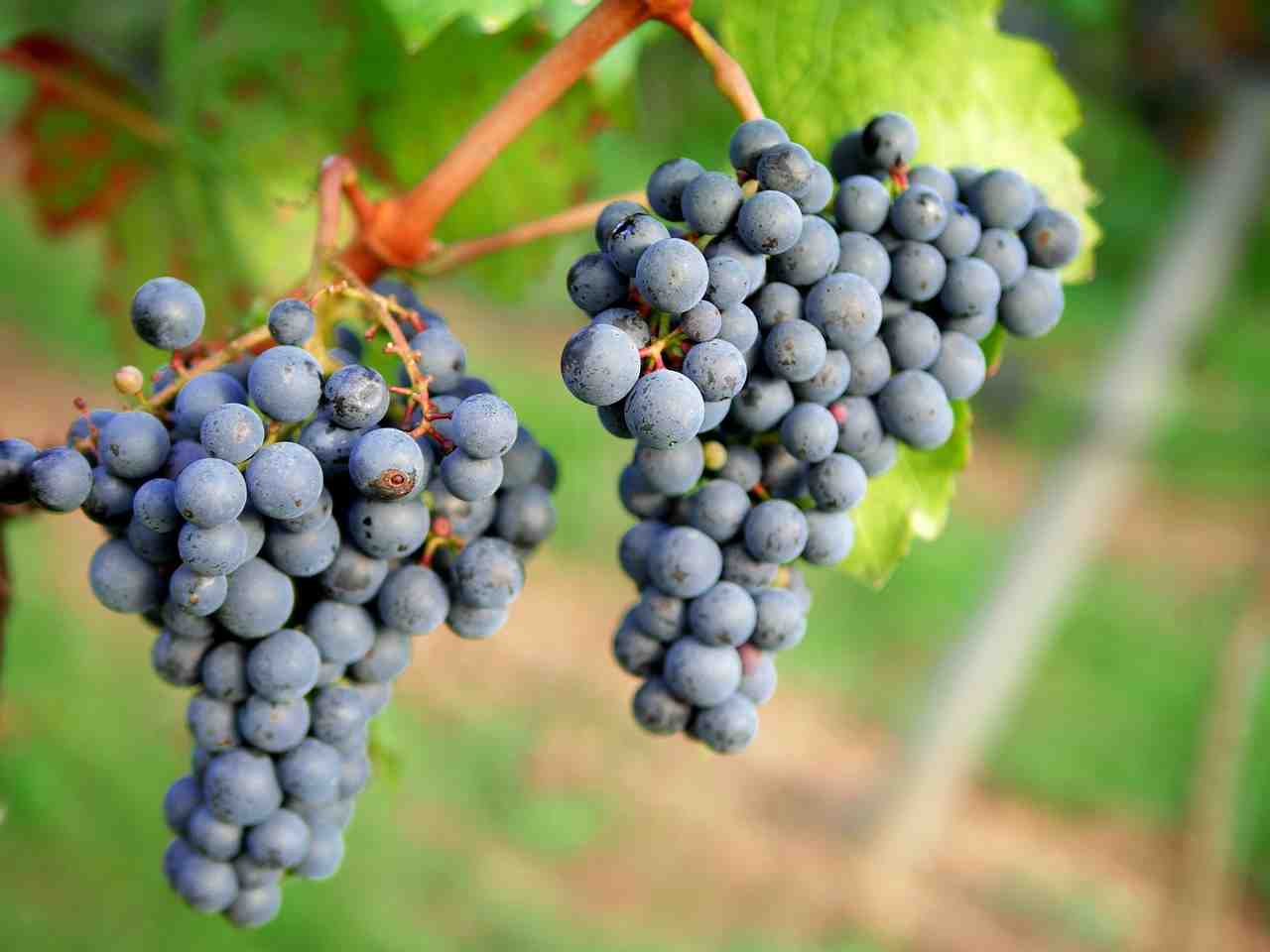 raisins, vin rouge, vignoble